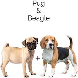 Puggle Dog